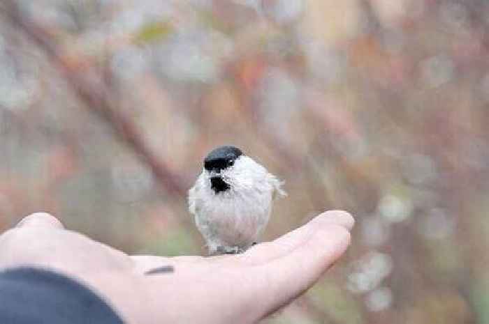 Gardeners told one thing they should avoid when they're feeding birds