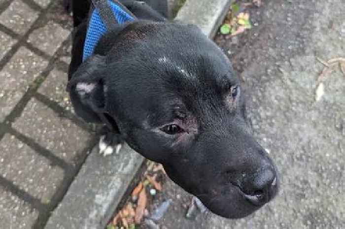 Dog owner who beat his puppy with ‘considerable force’ handed lifetime ban
