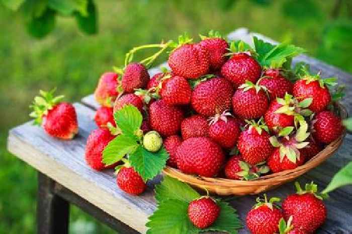 Grow better strawberries at home using gardener's top tip