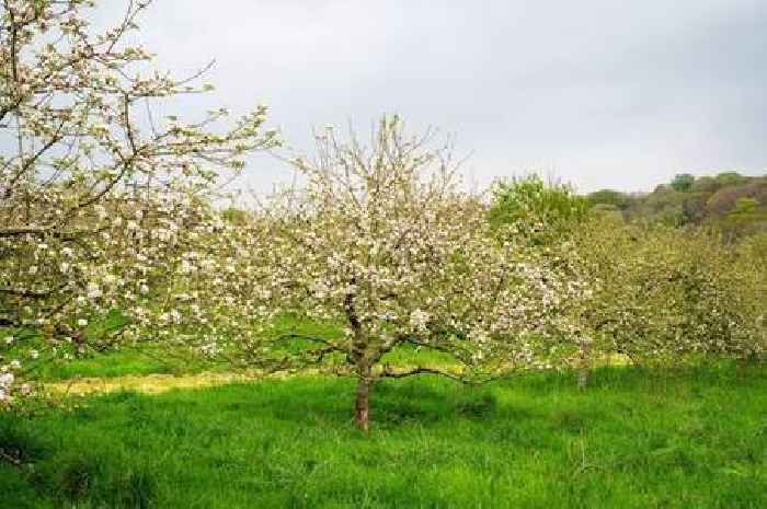 First orchard grown from littered apple cores