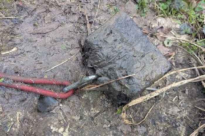 Horror as dog with weight tied to its neck found drowned in River Avon