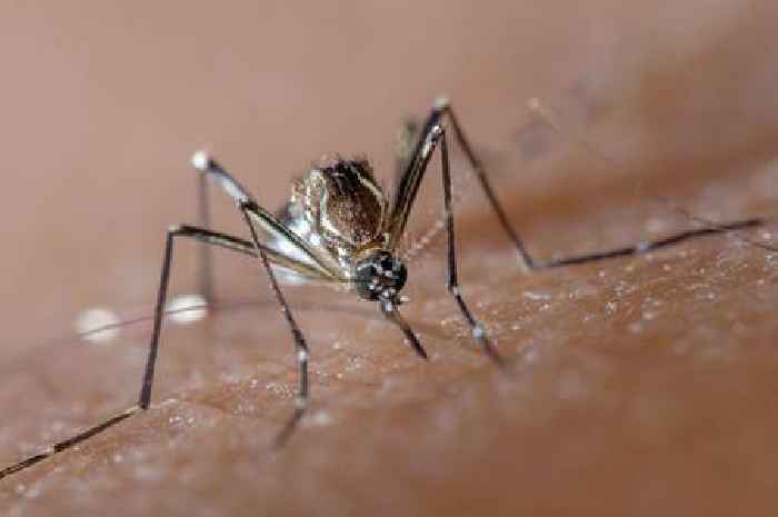 Serious illness warning at hotspots as holidaymakers return to UK infected with diseases