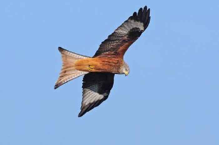 Bird of prey 'shot dead' in Aberdeenshire as two men charged in connection