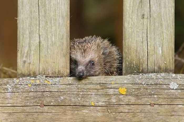 Gardeners urged to cut a hole in their fence now for very important reason