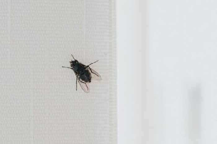 Mrs Hinch fans share 'brilliant' hack using coins to get rid of flies
