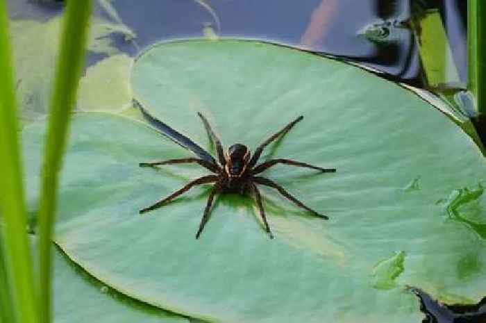 'Rat-sized' spiders won't invade your home if you remove 1 thing