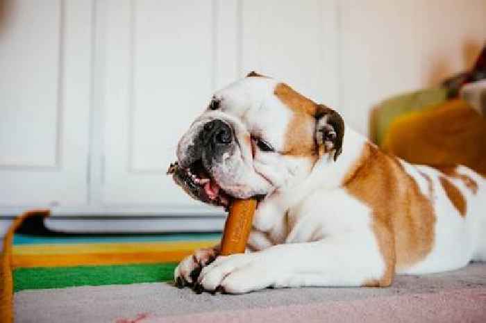 Vet warns against feeding certain dogs raw food for important health reason