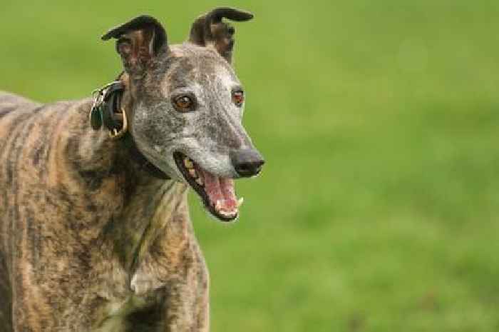 'I'm a vet and there's only 10 dog breeds I'd own - here's why they're the best'