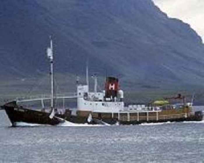 Animal rights activists denounce Icelandic whaling plans