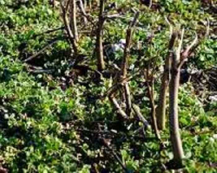 Climate change takes spice from Indonesia clove farms