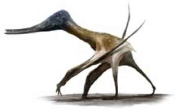 Tracks show flying giants walked with dinosaurs