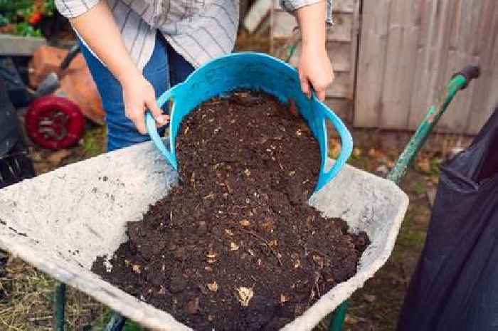 Simple steps to make 'black gold' that will make your garden bloom