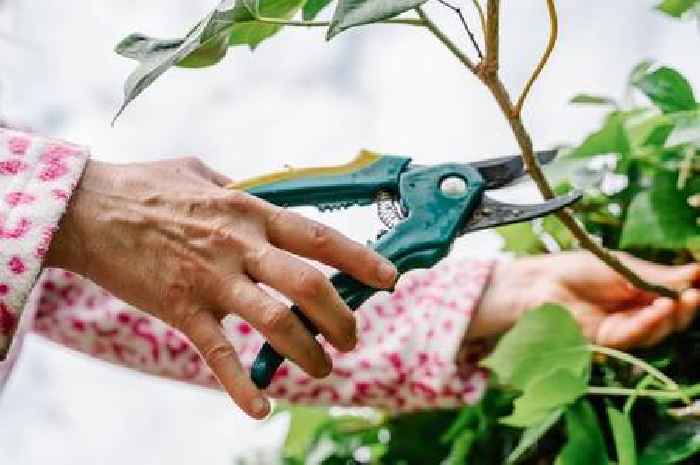 Monty Don names two plants that need to be cut back in May for huge blooms next year