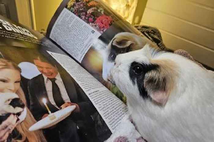 The guinea pig who's so famous she's had a spread in Hello Magazine