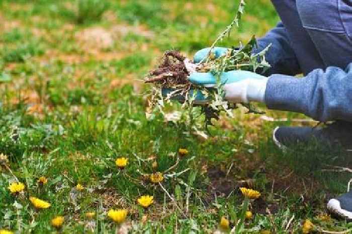 Little-known garden hack using throwback item everyone has