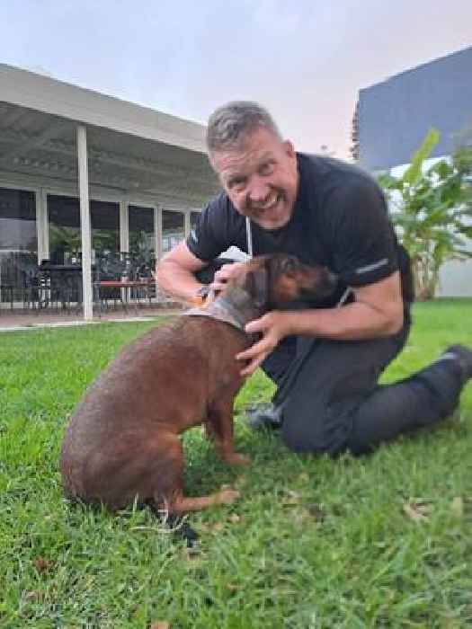 News24 | 'Miracle reunion': Holly the dog back with owner after 3 days on burning Cape Town mountain