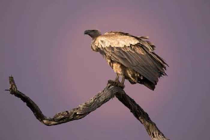 News24 | South Africa's vultures face increased threats amid growing energy demands