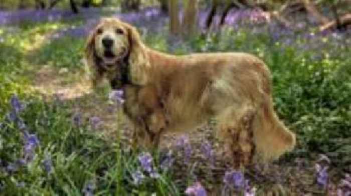 Your photos: A happy dog and gorgeous flowers