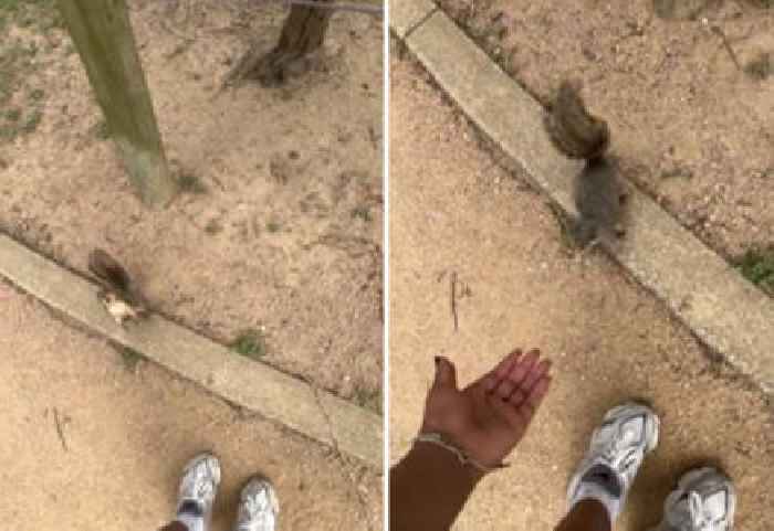 Woman Learns Why Squirrels Aren’t Your Friend