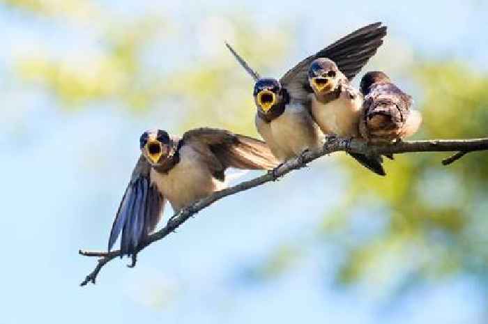 Anyone can attract songbirds to their garden by following five simple rules