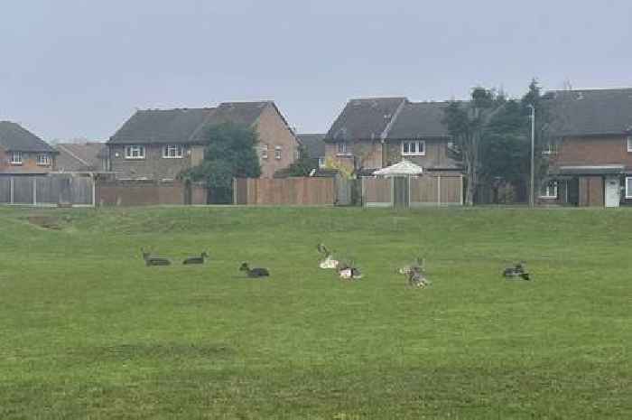 The quaint Essex neighbourhood where deers roam around the street