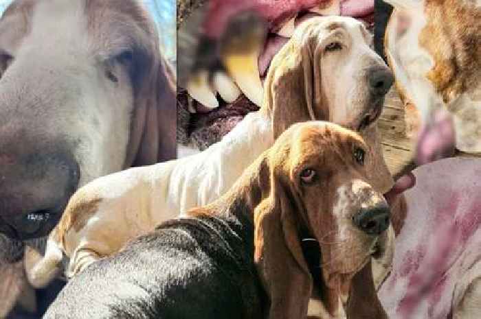 'Amazing' dogs found in horrific condition in Surrey undergo life saving surgeries