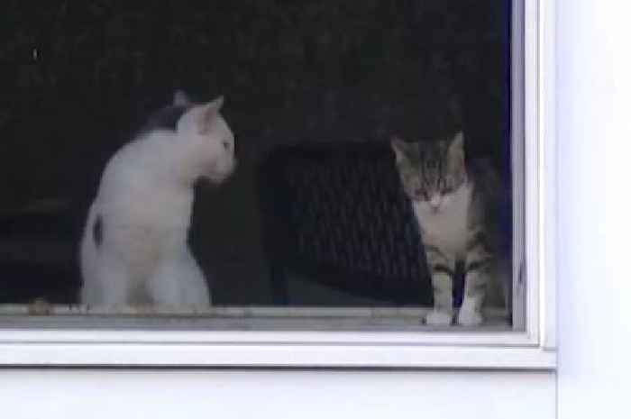 Dozens of dead cats scattered around house and freezer after 'stench' reported