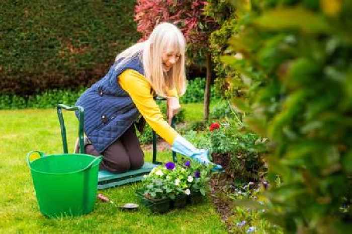 Florist names five beginner-friendly plants that thrive in gardens without much work