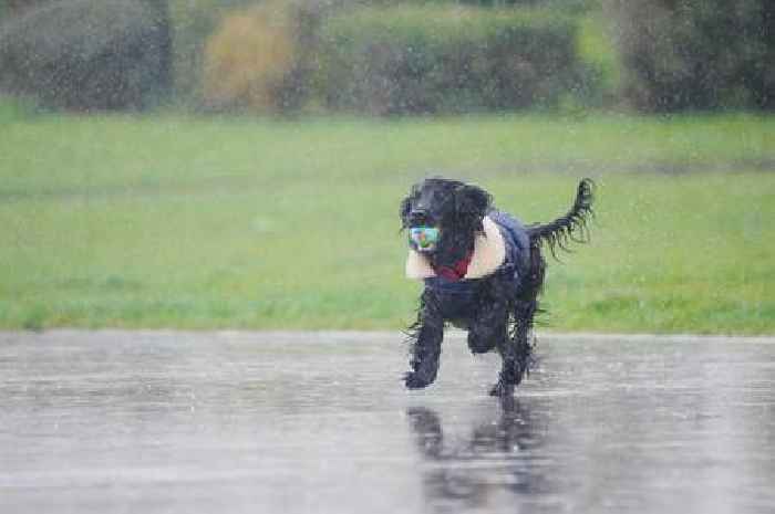 The 'allergy time bomb' lurking in your wet pup's fur and making your hay fever worse