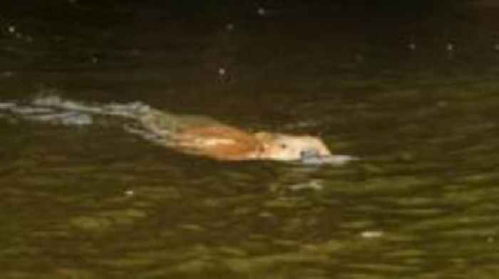 Wild beaver swims in Welsh river in 'phenomenal' moment