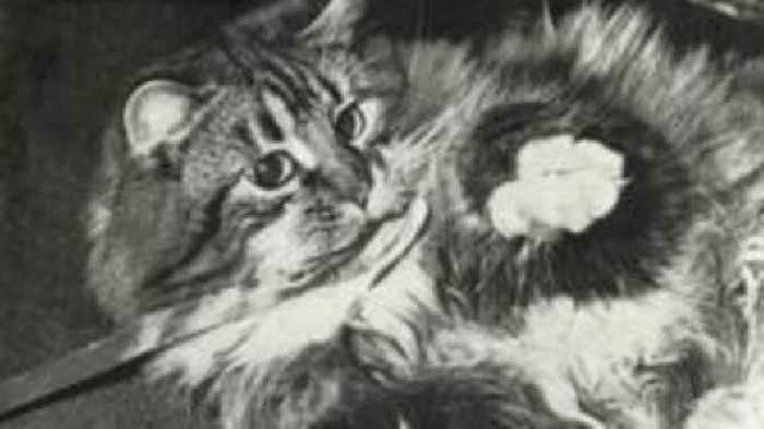 The cool cats that fought for workers' rights