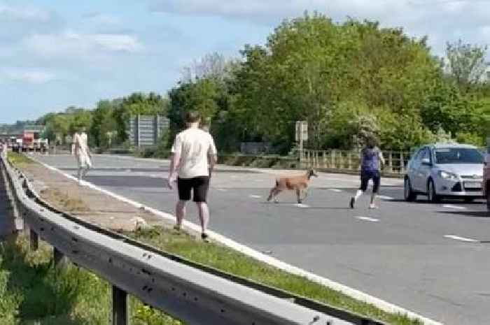 M5 bank holiday traffic comes to standstill - due to a goat