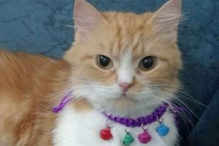 Adorable cat seeks new home after being dumped on street when owner died