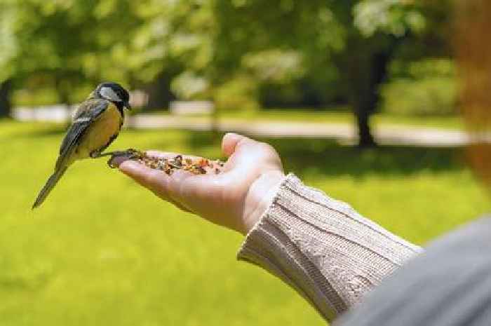 Garden wildlife experts urge households to leave out 88p breakfast item for birds