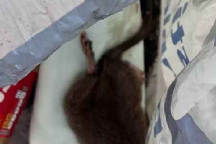 Scots mum 'can’t let kids out to play' after rats 'made toddler ill'