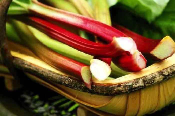 Warning to those who have rhubarb growing in their gardens