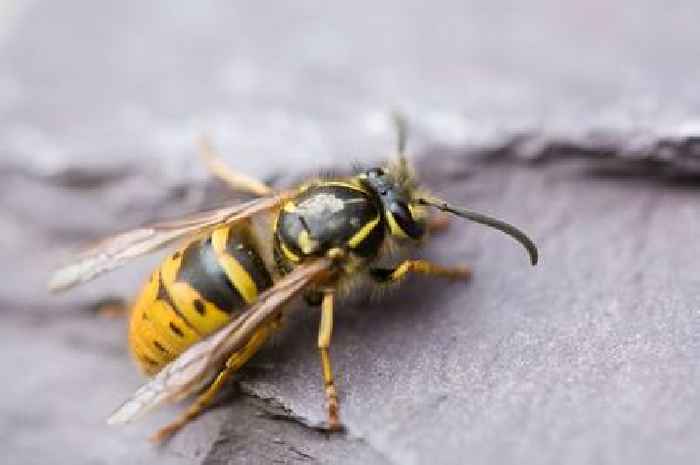 Woman shares homemade natural wasp repellent spray with just 3 ingredients