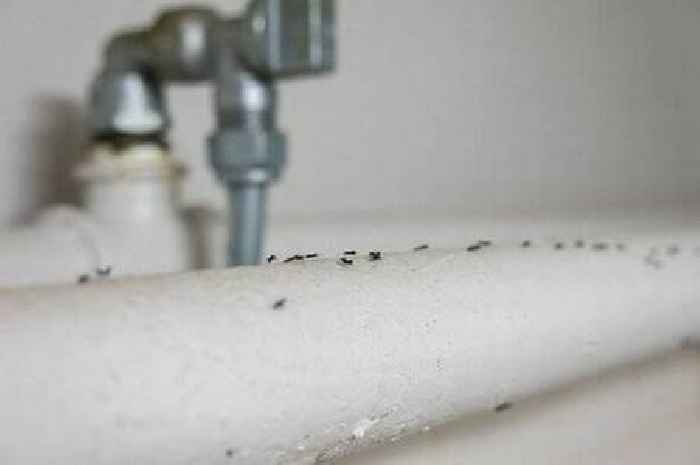 Ants should go away if one 'natural repellent' is sprayed around homes - and it's not vinegar