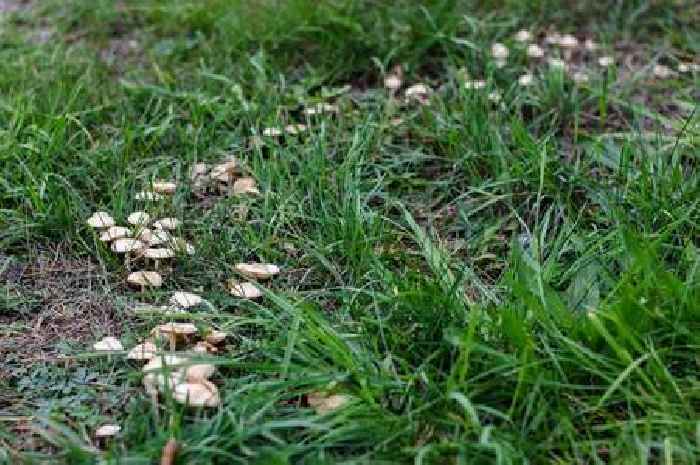 Gardeners told to check lawns for brutal disease that appears like rings