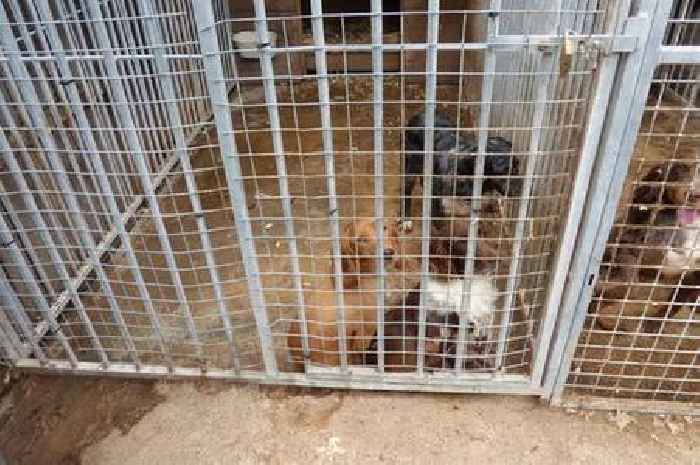 Cruel dog owners kept animals in revolting conditions in Arlingham