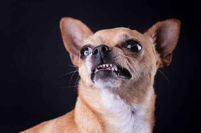 Pack of dogs including a Chihuahua repeatedly attack villagers