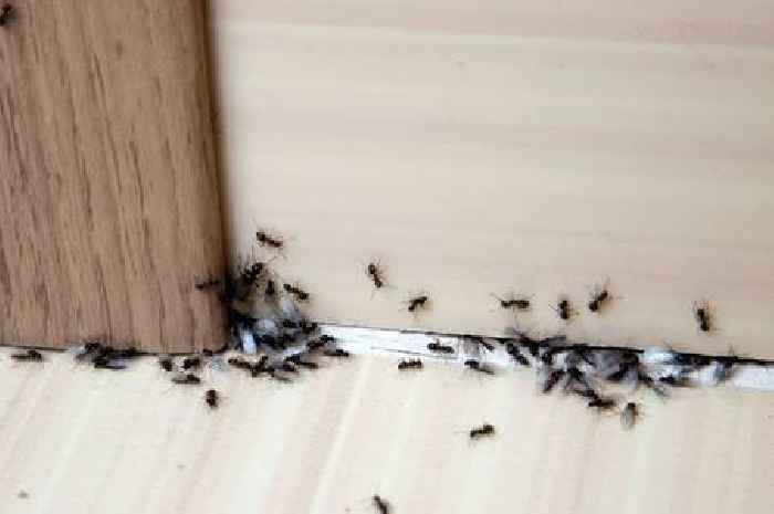 Ants stopped from invading kitchen with 30p 'natural' fruit deterrent