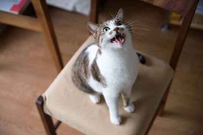 What your cat is really trying to tell you when it meows according to expert