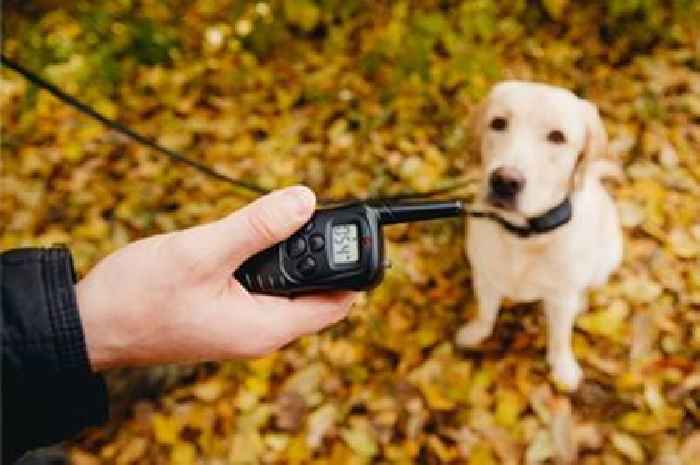 Electric shock collars for dogs in Scotland could finally be banned as new consultation launched