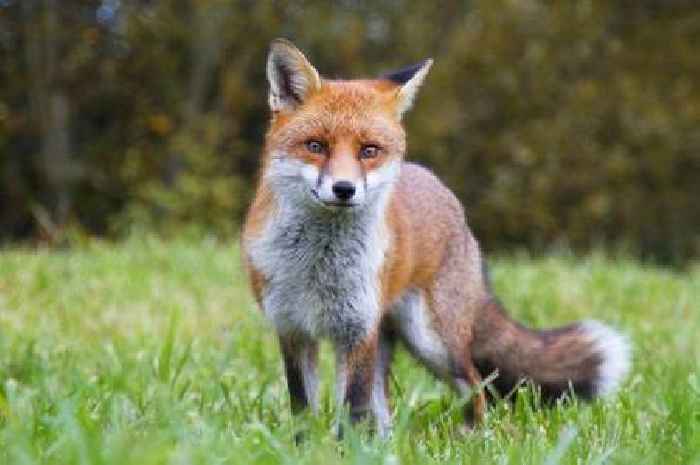 Fox hunting in Scotland 'still happening' two years on from 'strongest ban in UK'