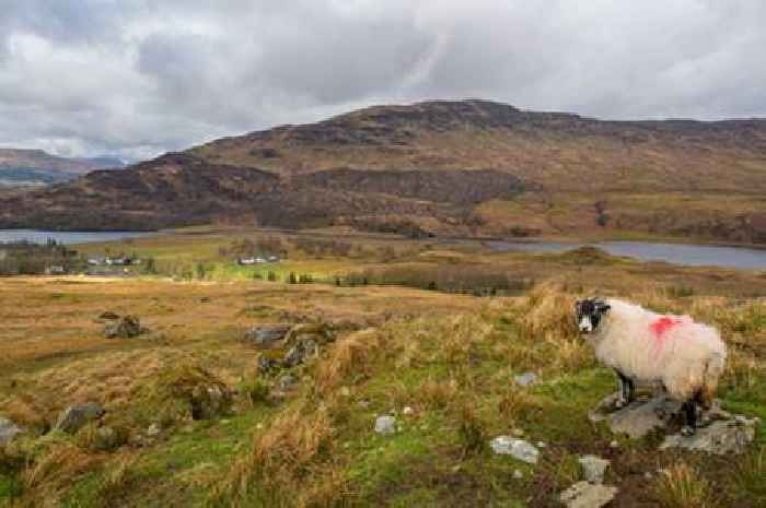Lamb dead and three others 'chased into sea' by dogs in Highland town