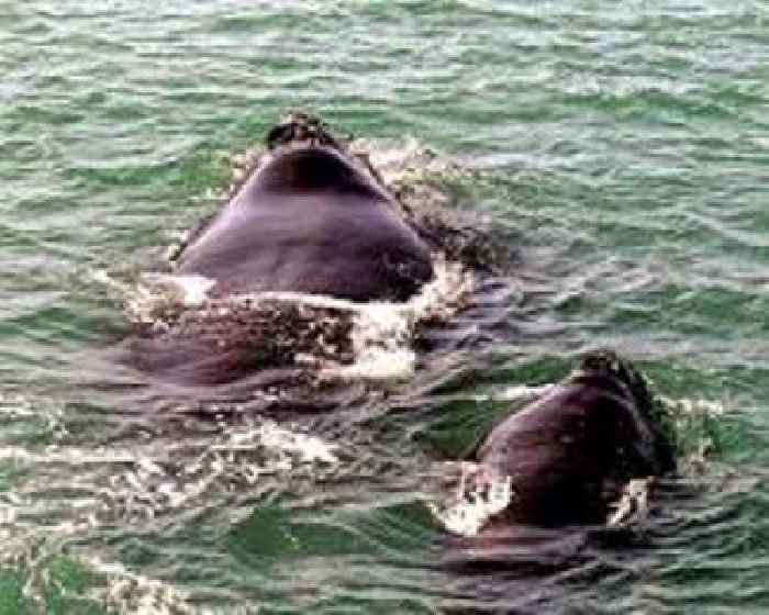 NASA Data Helps Map Tiny Plankton That Feed Giant Right Whales
