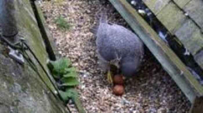 Falcons lay two eggs after first clutch destroyed