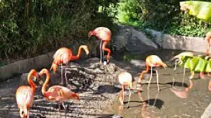 First flamingo egg of the year in Cornwall