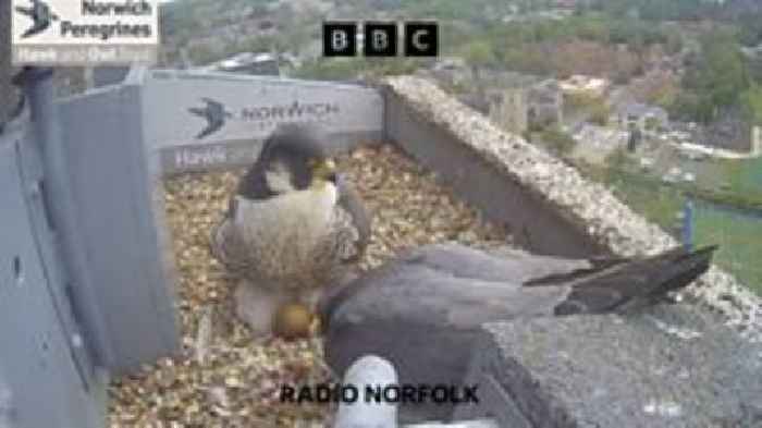 Delight as Cathedral peregrines hatch